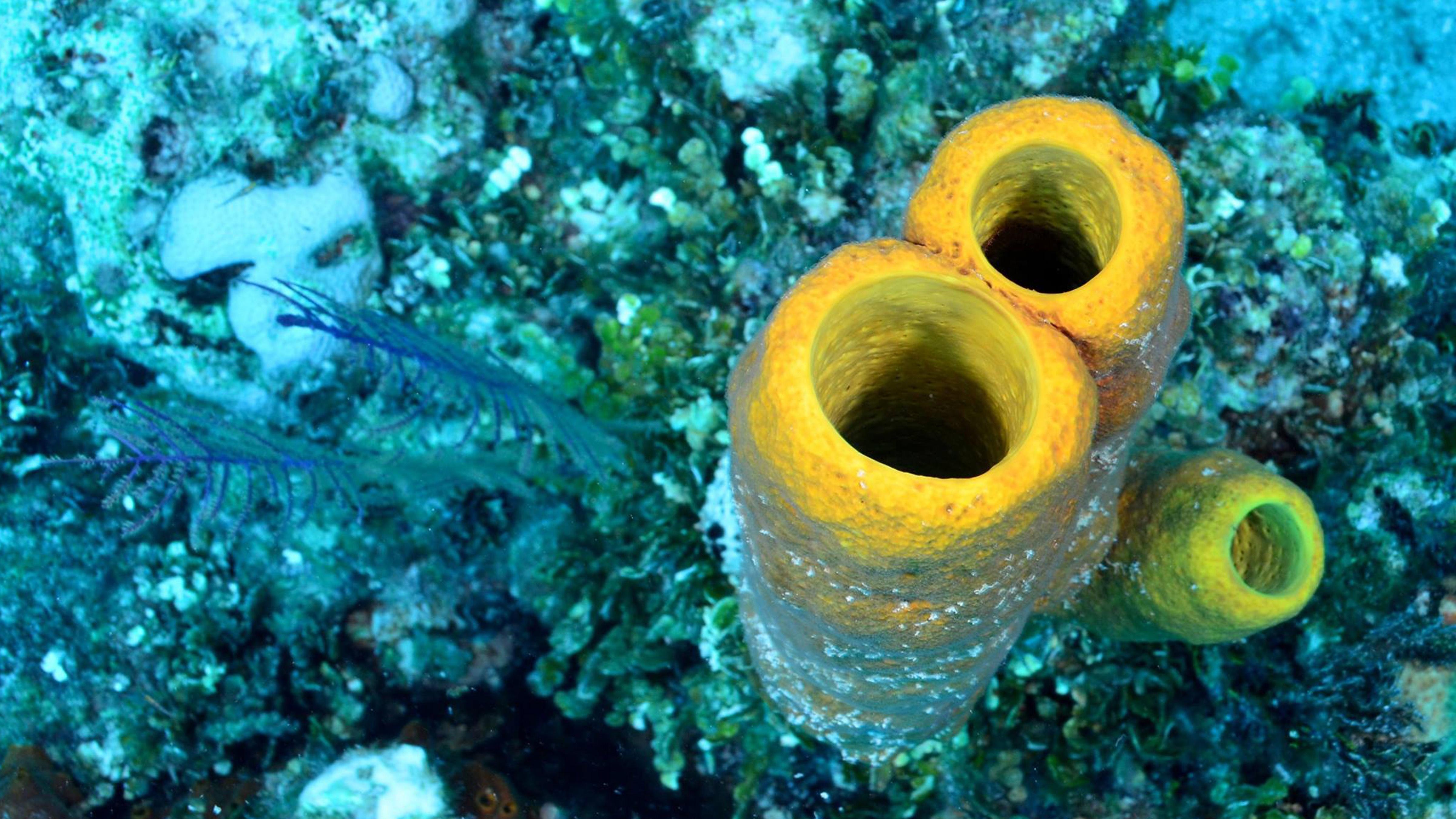 Sponges Oldest Creatures in the Sea?